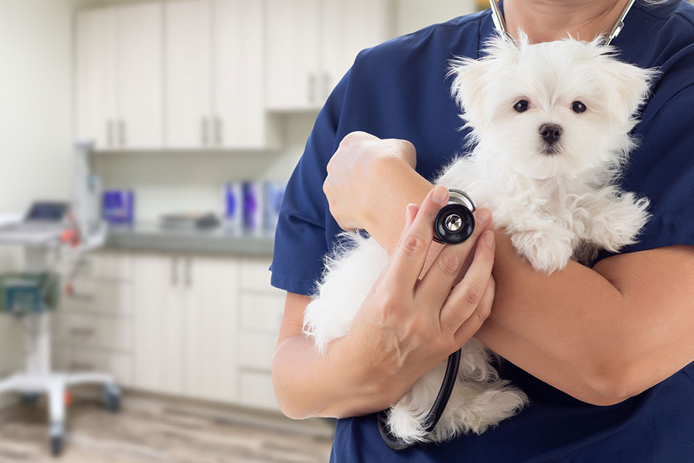 Puppy-at-Vet-Checkup