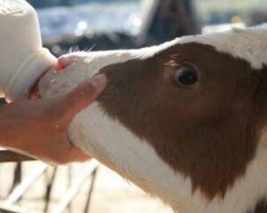 calf-milking-bottle-1536×585-1