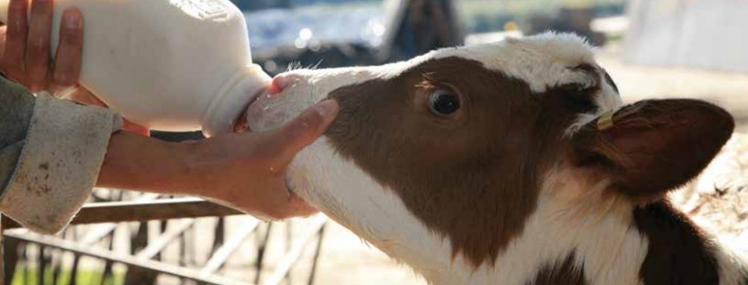 calf-milking-bottle-1536×585-1