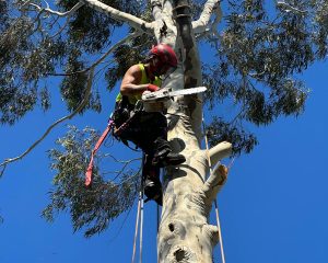 tree-removal-melbourne