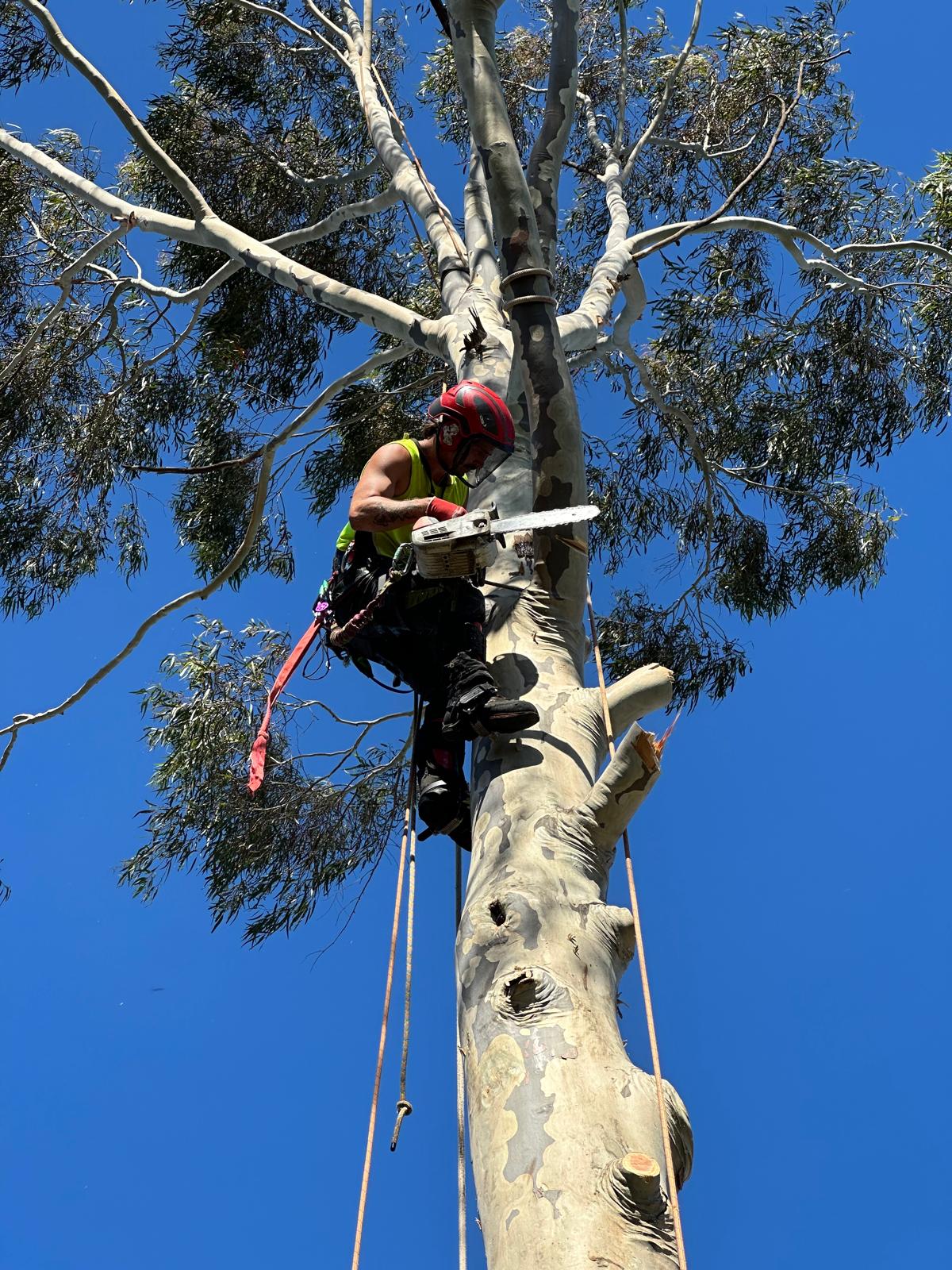 tree-removal-melbourne