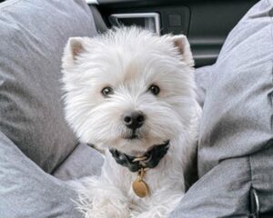 Silver-Circle-Pets-Banner