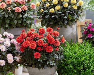 cce7cc_395002d5cbb442daa269d32308f9e9a6mv21