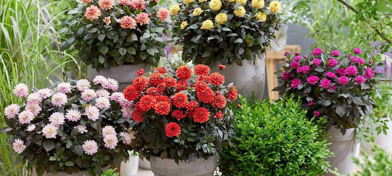 cce7cc_395002d5cbb442daa269d32308f9e9a6mv21