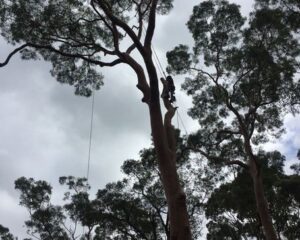 emergency-tree-services