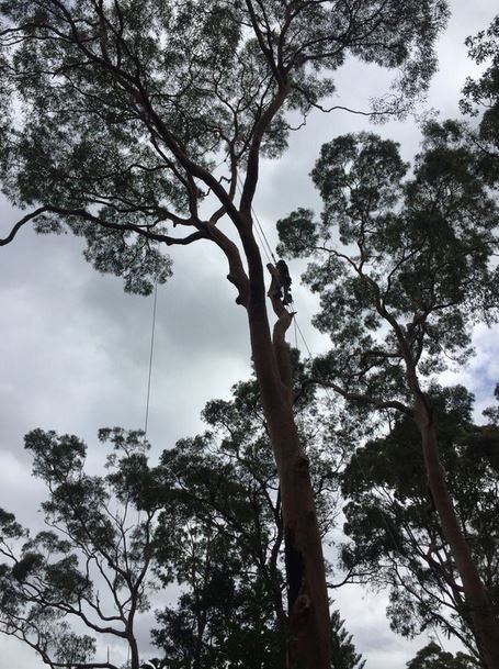 emergency-tree-services