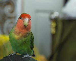 Peach-Faced-Lovebirds