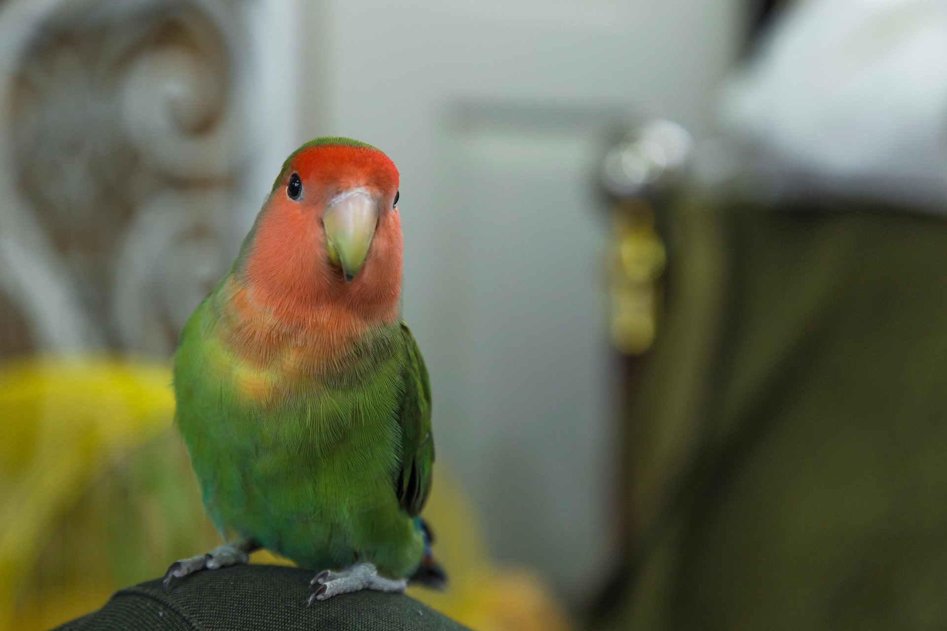 Peach-Faced-Lovebirds
