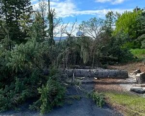 imgi_3_trimflowtree-removal