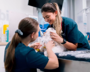 tplo-surgery