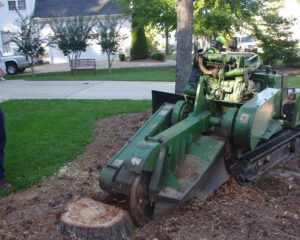 Stump-grinding-and-removal-1-1