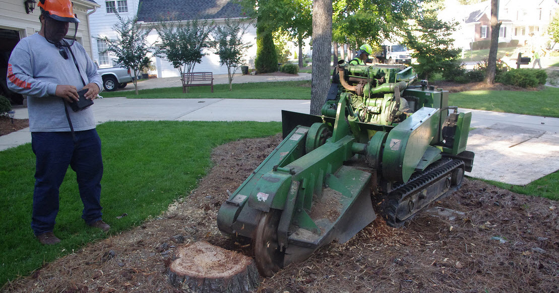 Stump-grinding-and-removal-1-1