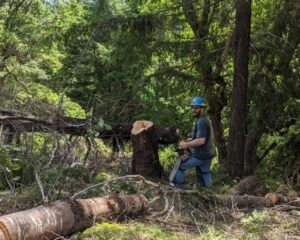 imgi_3_img_intro_TreeRemoval