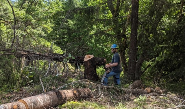 imgi_3_img_intro_TreeRemoval