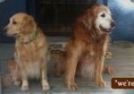 Wag-Along-Pet-Care