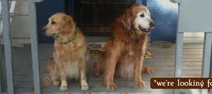 Wag-Along-Pet-Care