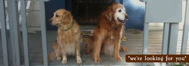 Wag-Along-Pet-Care