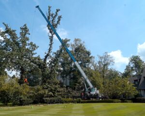 imgi_3_tree-removal-4