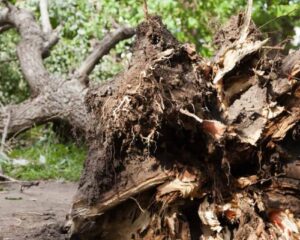 uprooted-tree