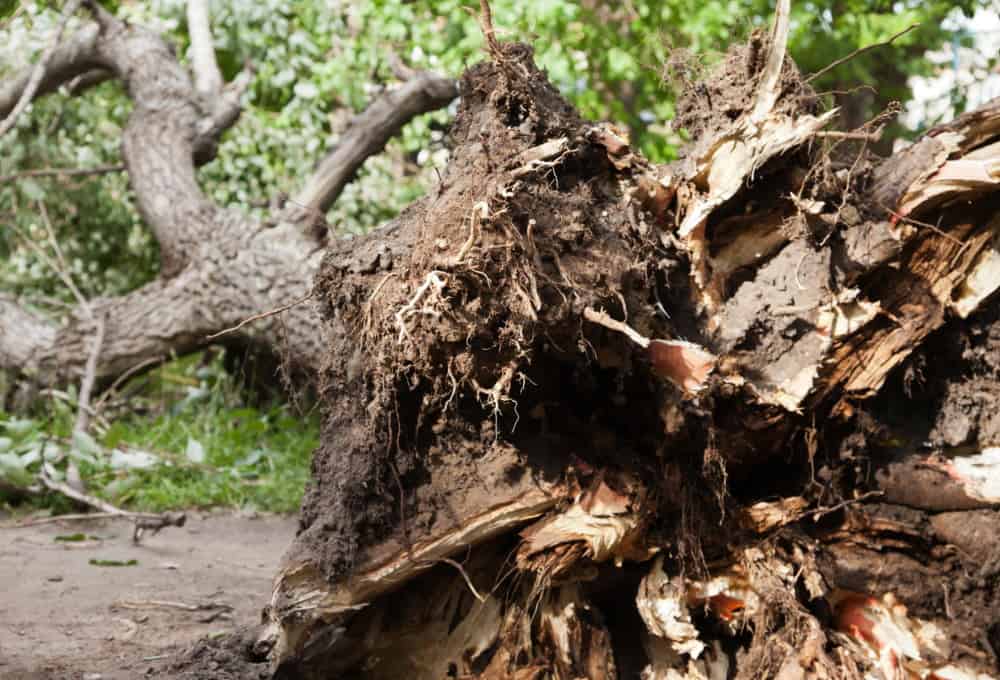 uprooted-tree